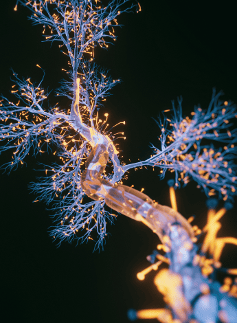 The brain processing information.