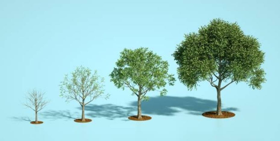 A graphic image of four trees side by side, smallest to biggest, suggesting growth.