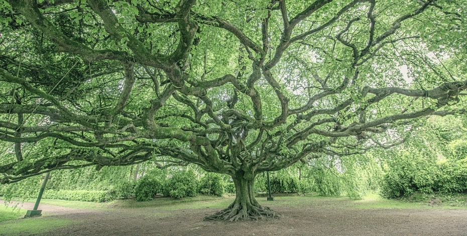 An enormous, spreading tree with bright green foliage seen from underneath. 