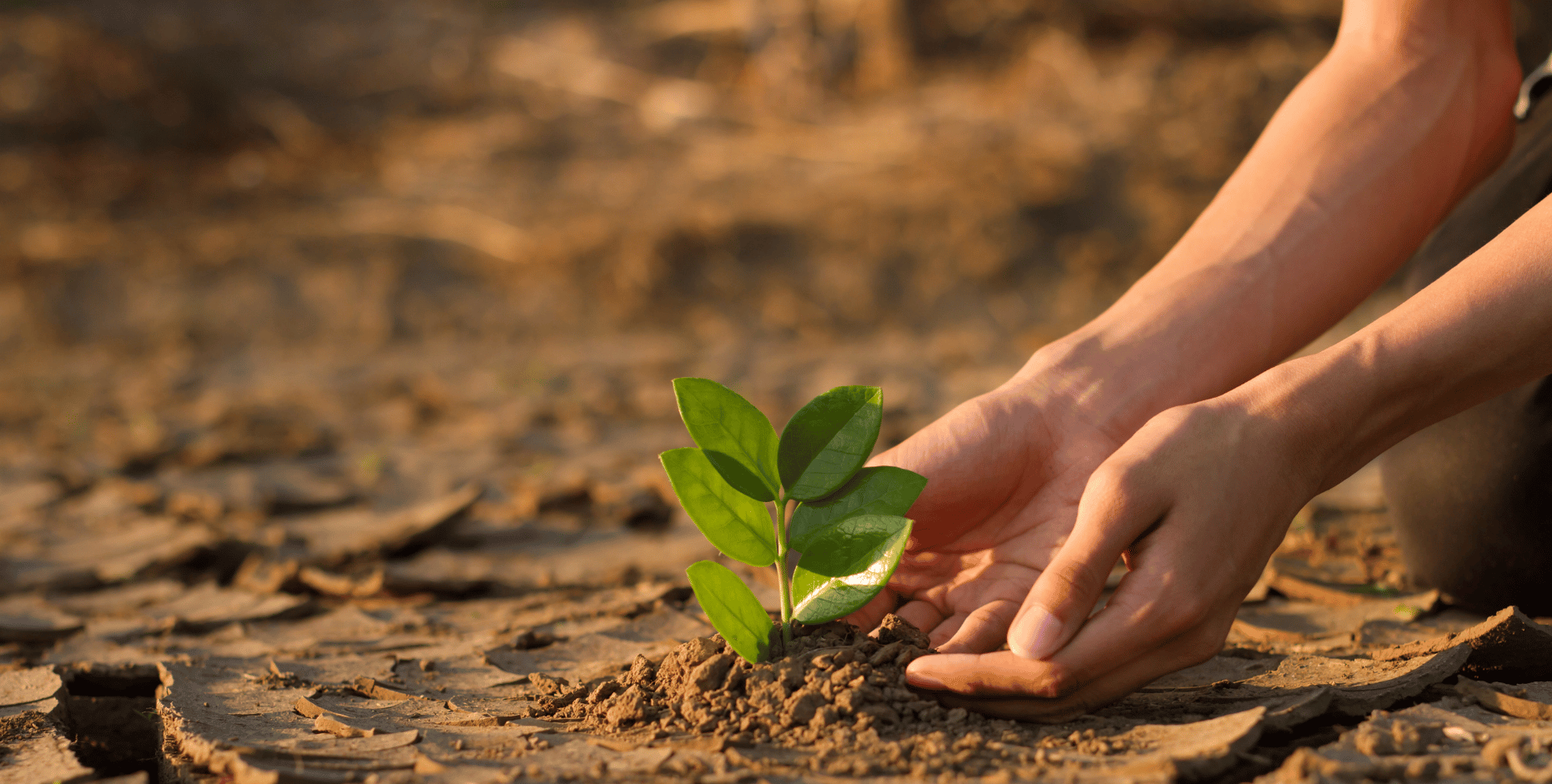 Image of planting a small plant