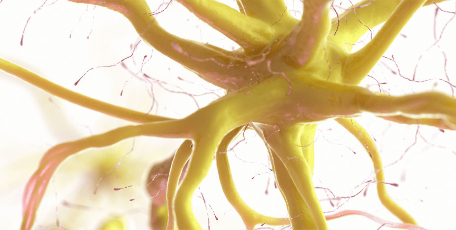 A neural network
