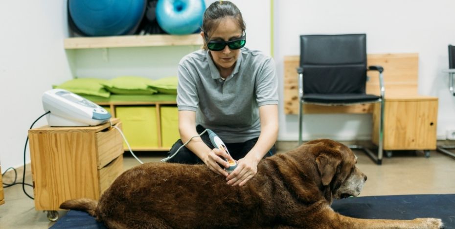 A physiotherapist performing an ultrasound on a dog 