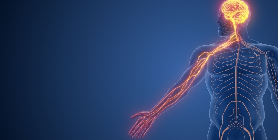 A graphic representation of the nerves from the brain down to the fingertips. 
