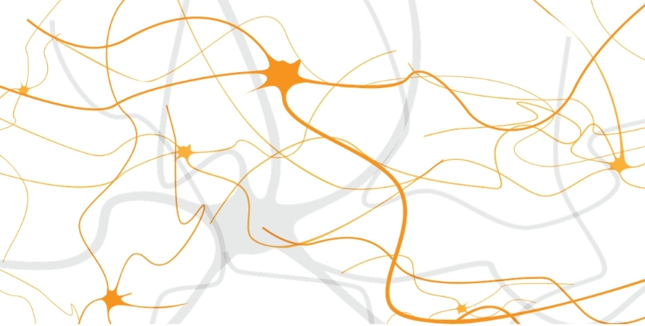 An illustration of the neural pathways in the brain