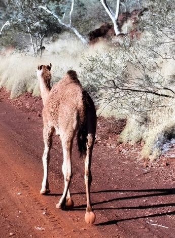 Leonie captured many photographs of wildlife and amazing scenery in the Pilbara.