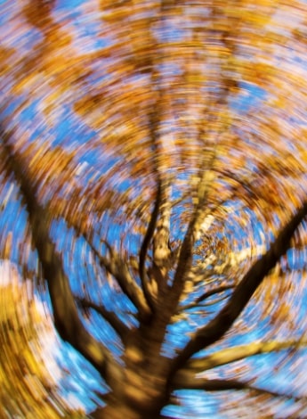Blurry image 'as if spinning' from underneath a tree.