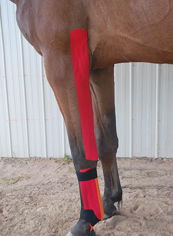 ""horse leg with tape applied to it